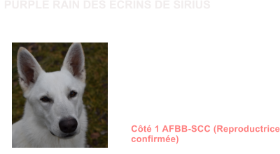 Dysplasie des Hanches HDA Dysplasie des coudes ED0 MDR1 +/+ (non porteur) DM N/N (non porteur) NAH N/N (non porteur) MH N/N ( non porteur)  Dentition complte en ciseaux ADN Ct 1 AFBB-SCC (Reproductrice confirme)                PURPLE RAIN DES ECRINS DE SIRIUS